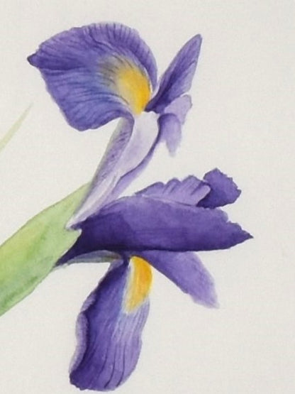 IRIS