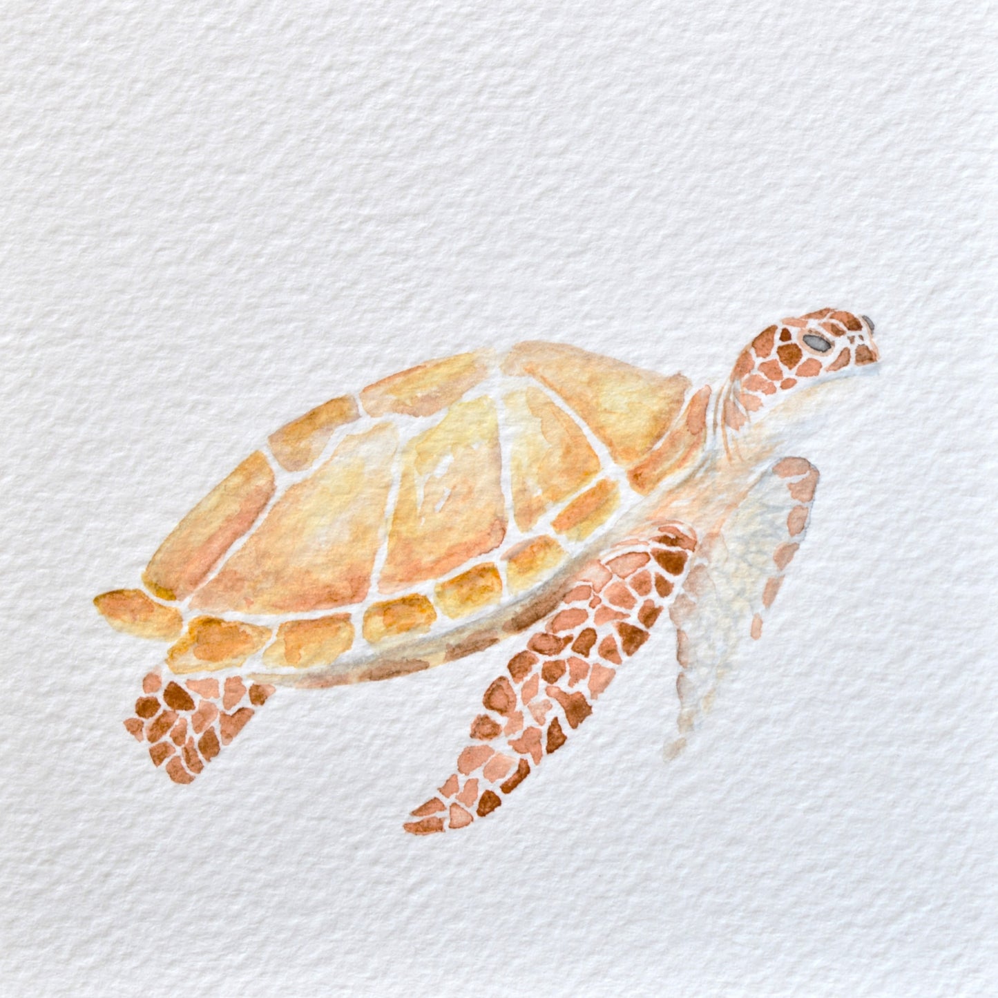 MINI ANIMAUX - TORTUE